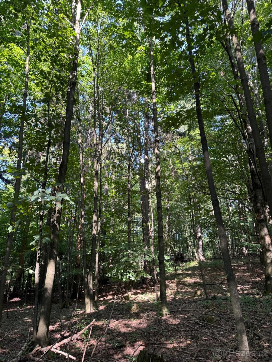 Prodej lesního pozemku v k.ú. Liberk - 6