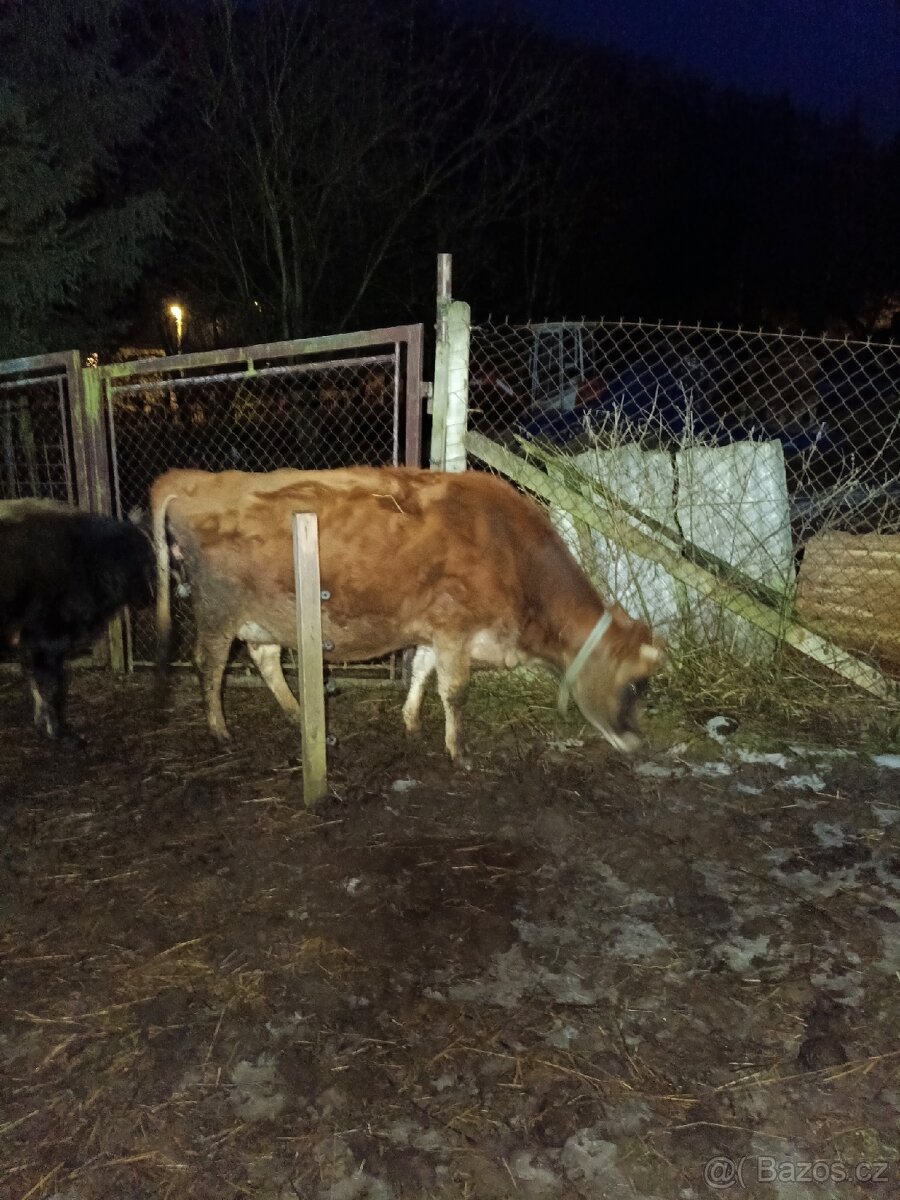 Březí jalovice Yersey - 6