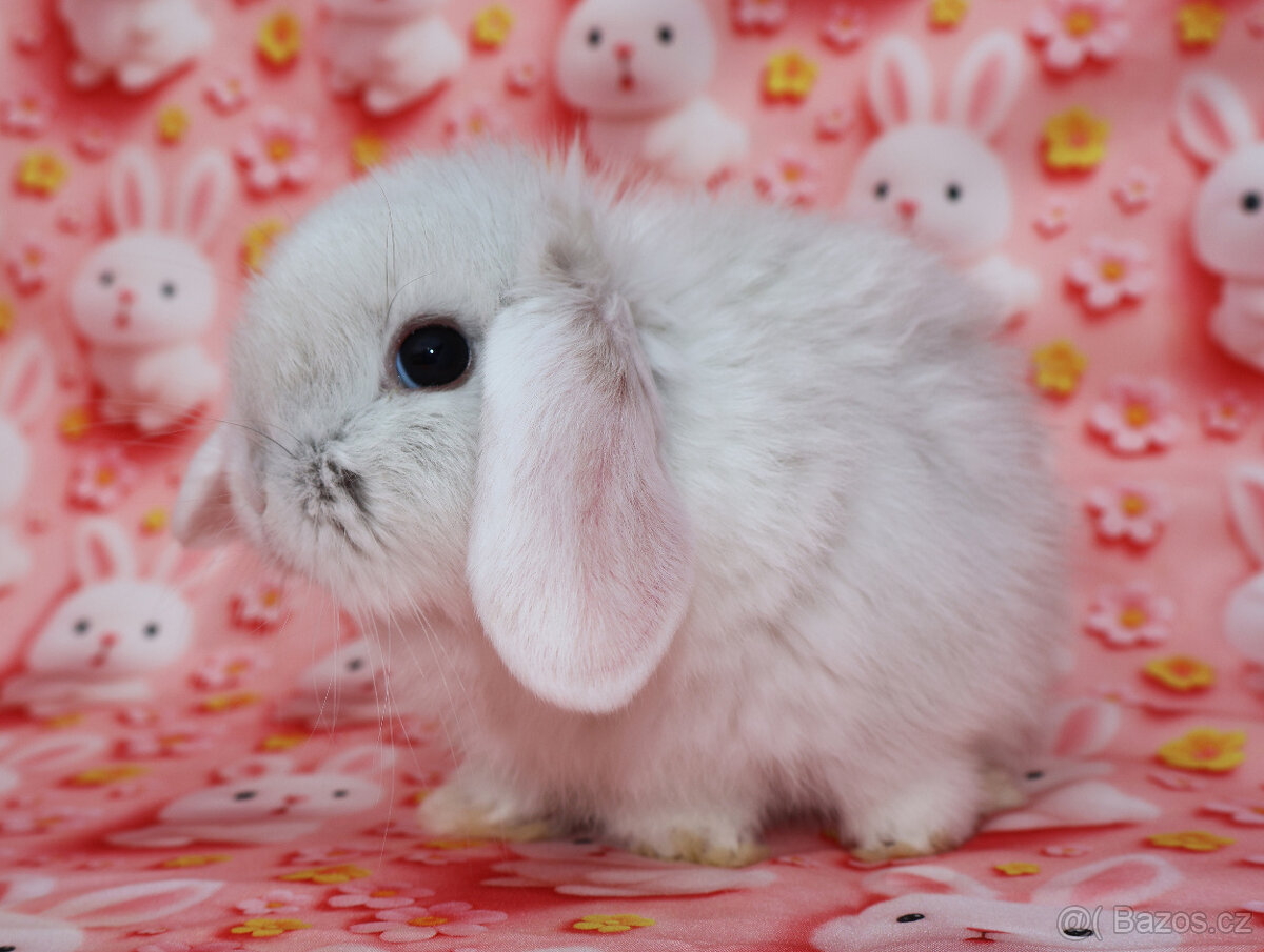 Zakrslý beránek NHD samička - 6