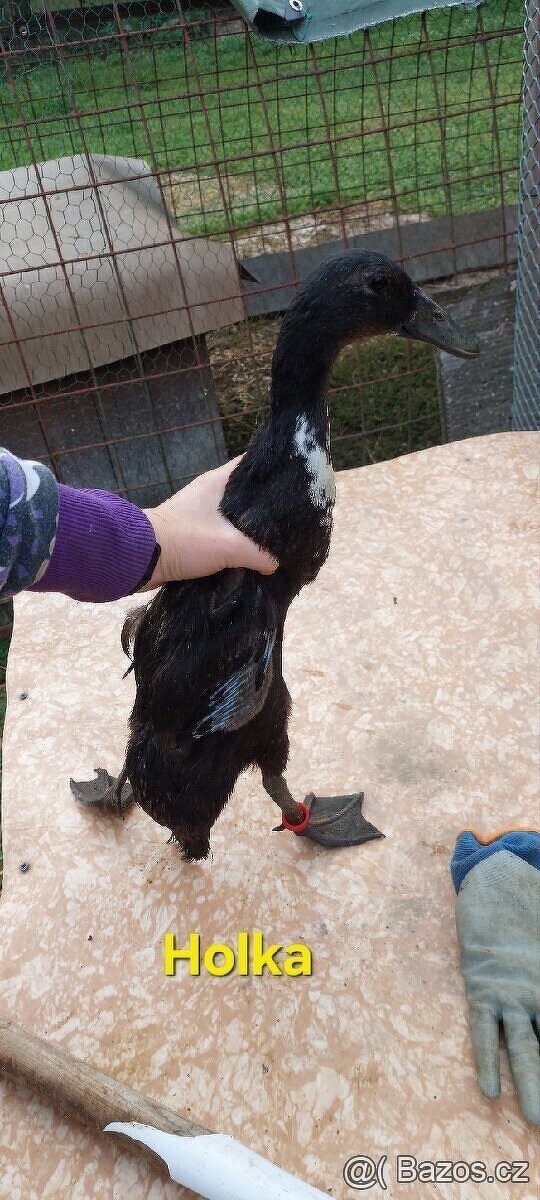 Indický běžec - 6