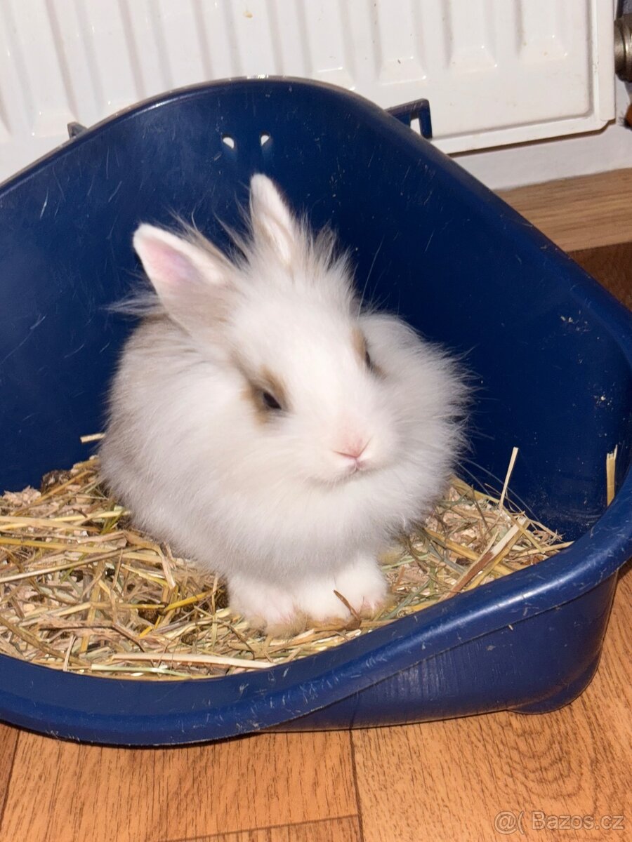 Zakrslí králík - 6