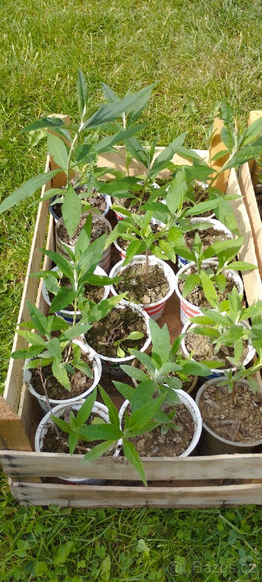 Byliny a trvalky - 6