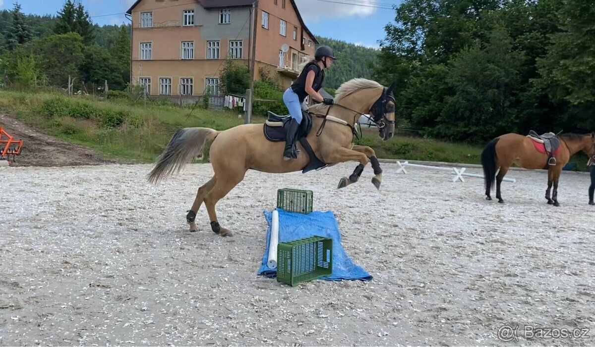 Prodám líbivou klisnu - 6