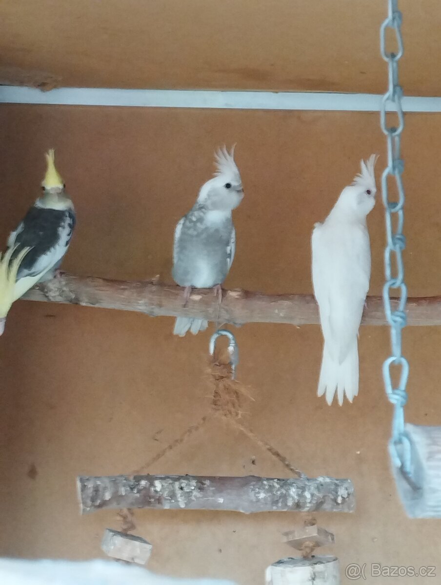 Korela chocholava - 6