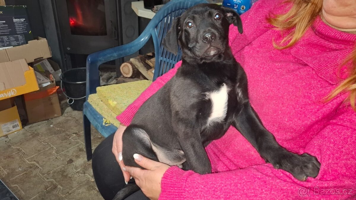 Štěňátka - 6