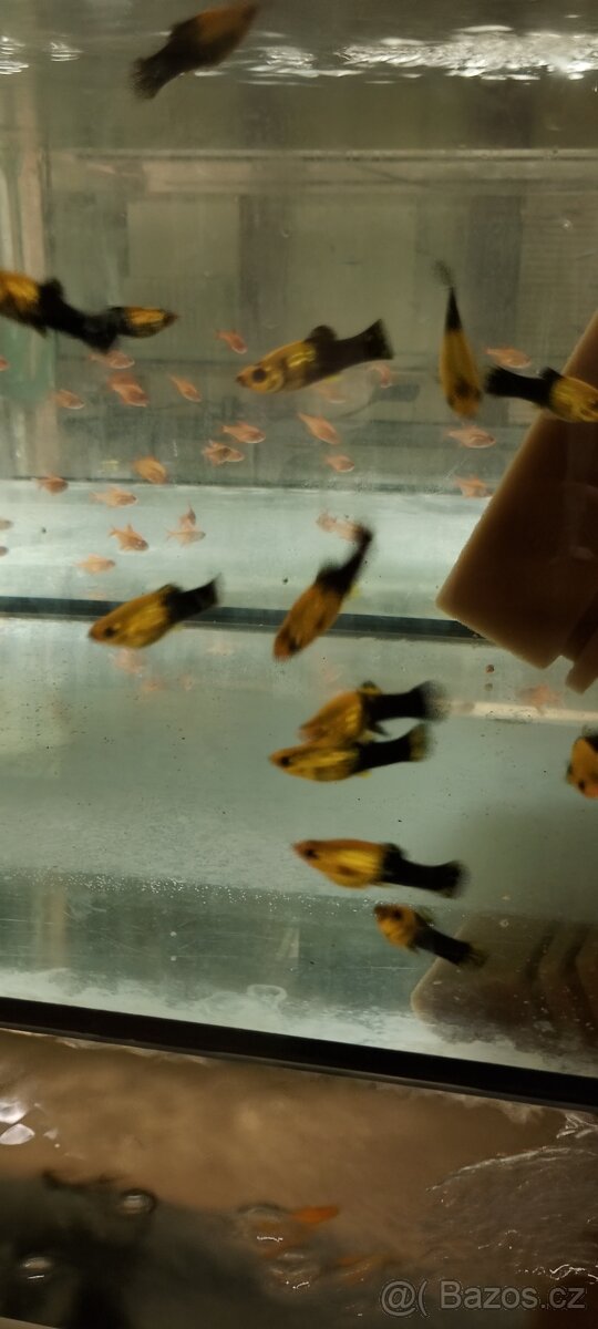 Mečovka papouščí - 6