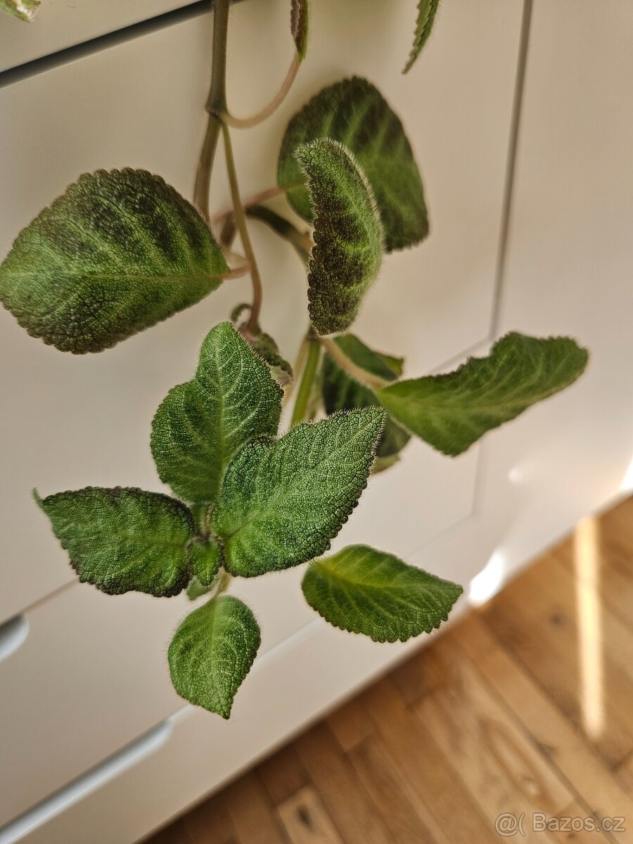 Episcia cupreata - 6