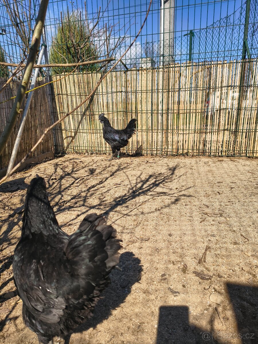Ayam Cemani mladý pár - 6