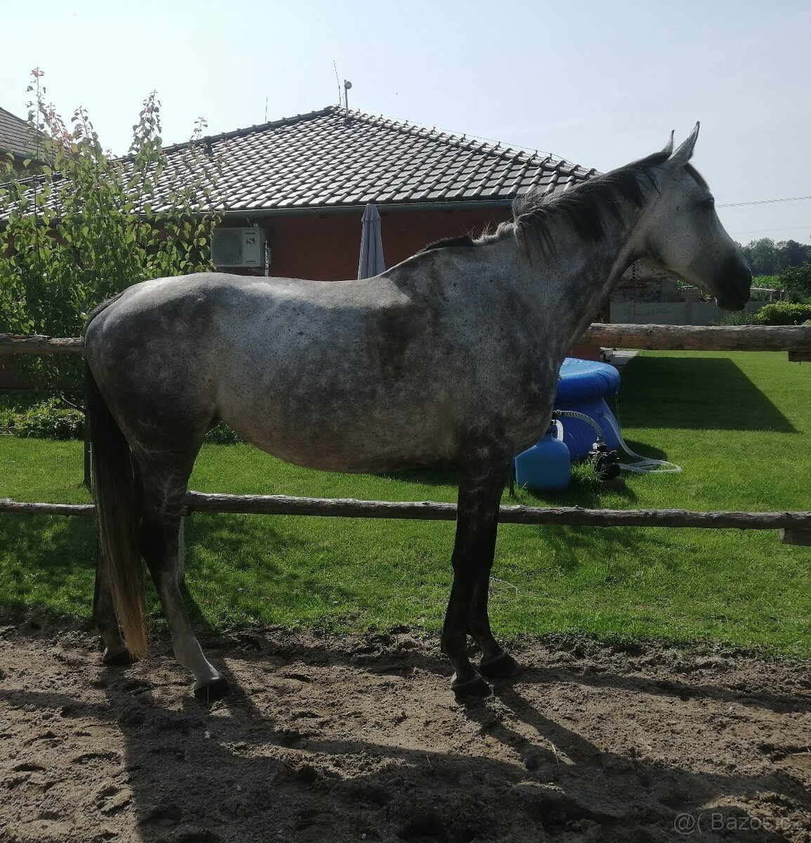 ČT valach - 6