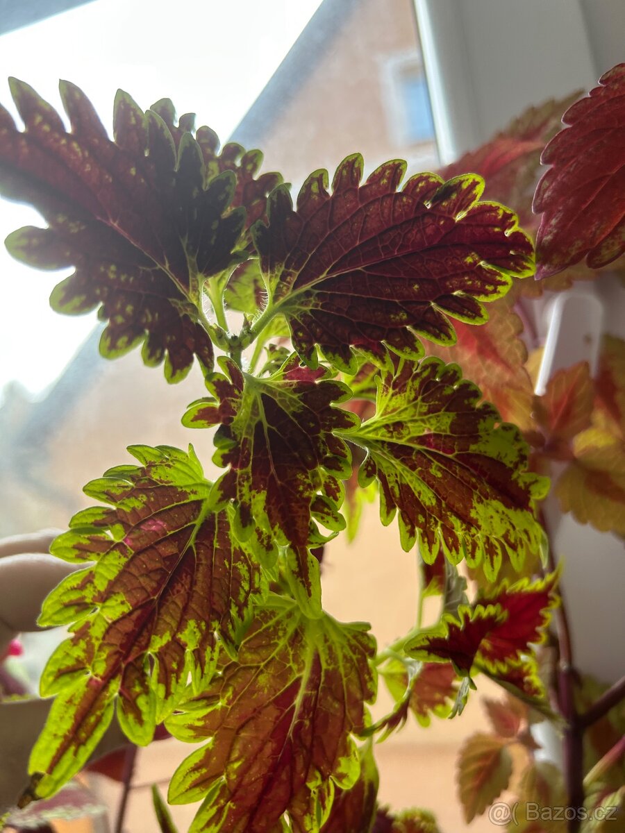 Africke koprivy, hosty, trvalky - 6