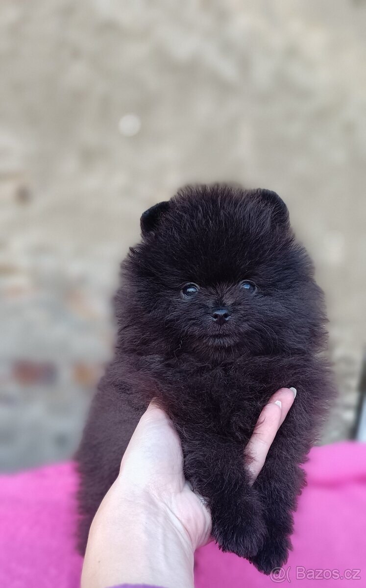 Pomeranian s PP k rezervaci - 6