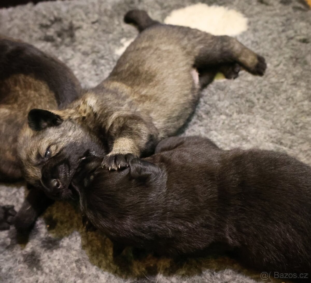 Německý ovčák štěňata s PP - 6
