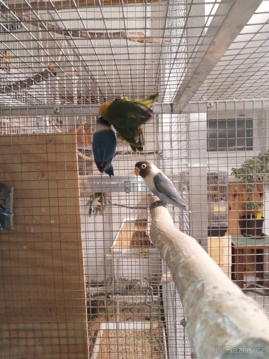 Agapornis škraboškový - mláďata na prodej. - 6