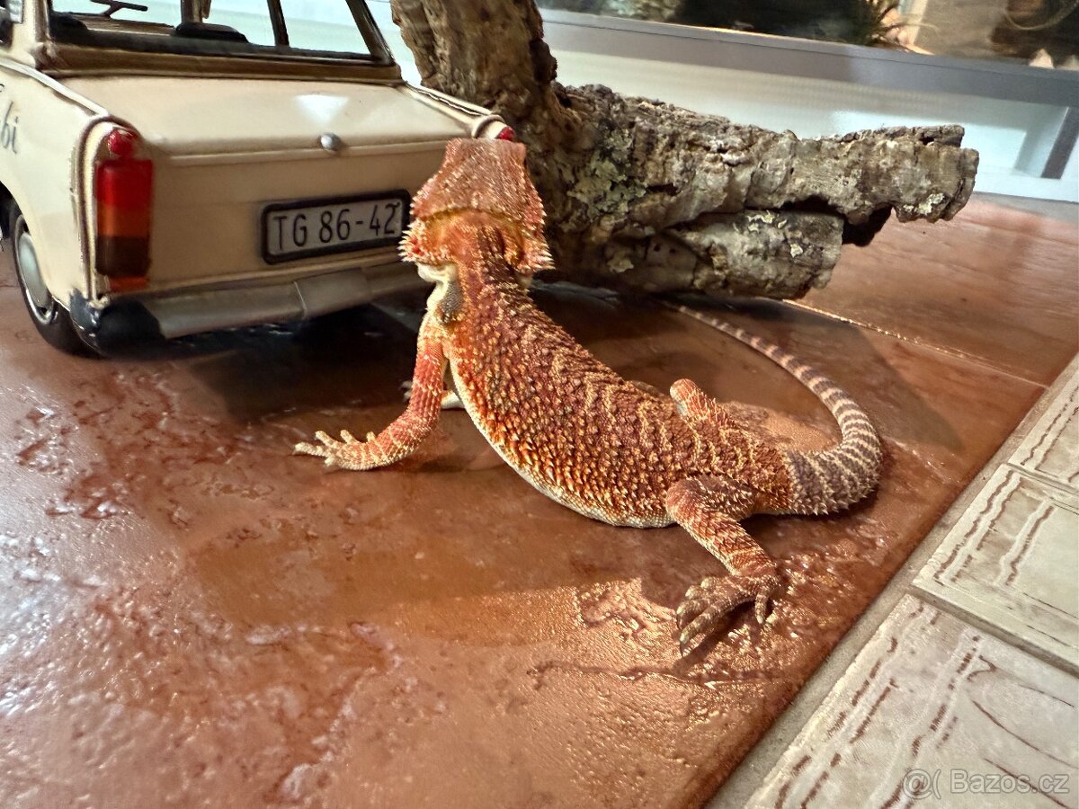 MLÁĎATA AGAMY VOUSATÉ K PRODEJI - 6