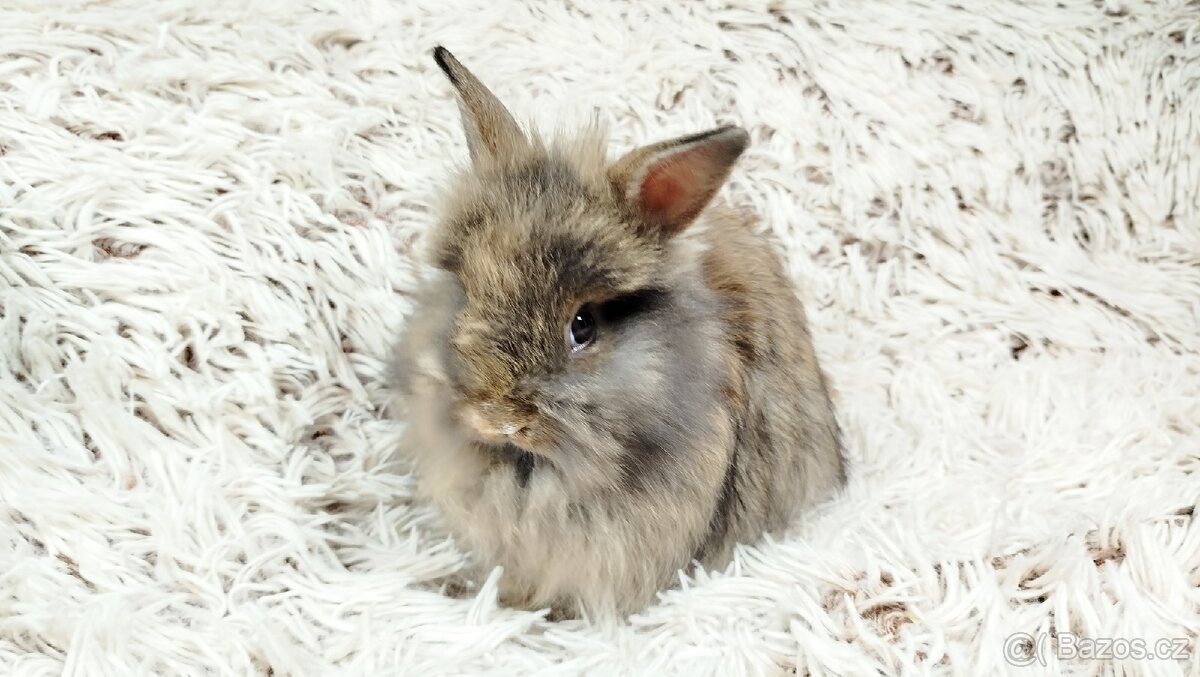 Zakrslý králík, králíček - HARRY - 6