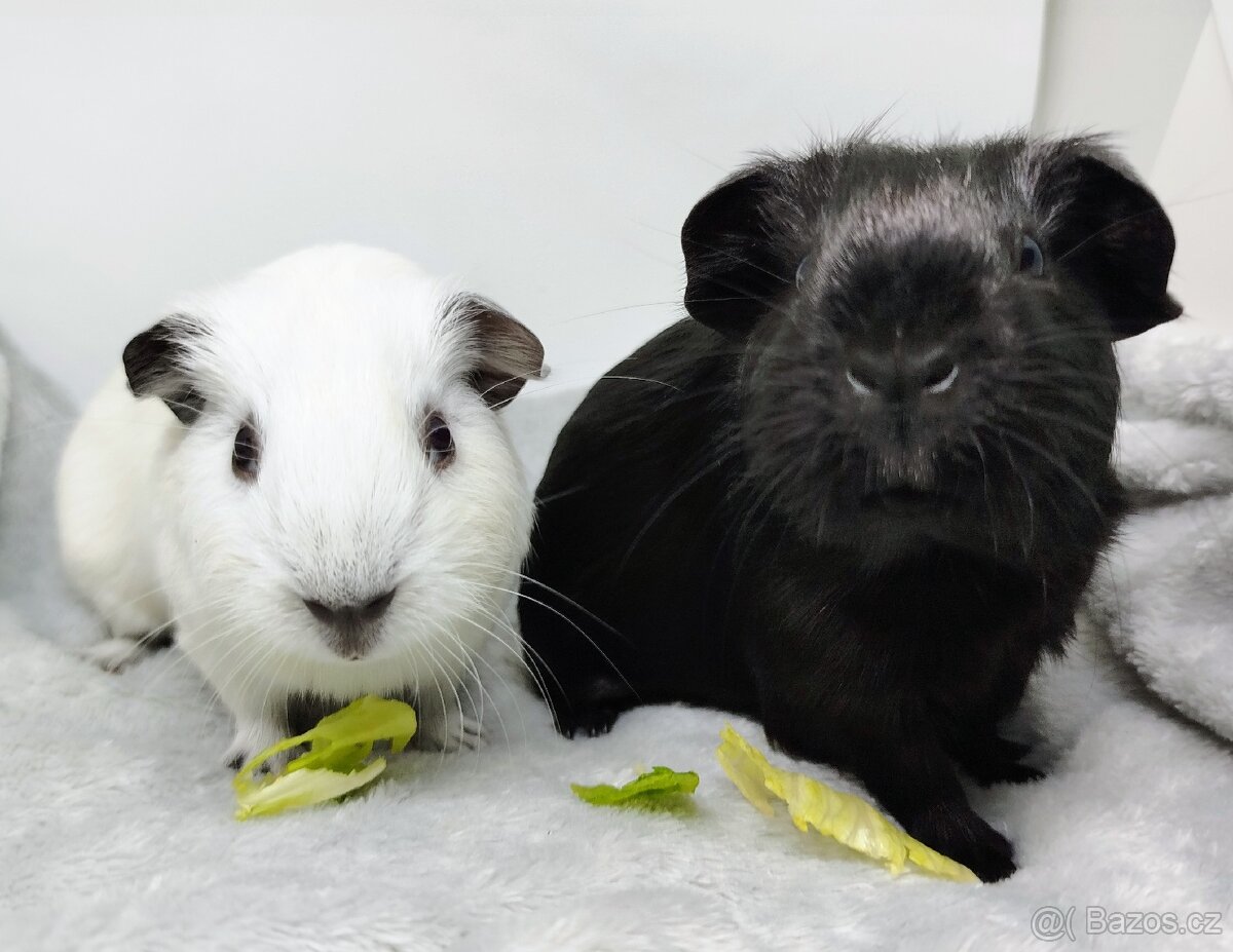 Morče, Morčata, Morčátko, Morčátka - JIN A JANG - 6