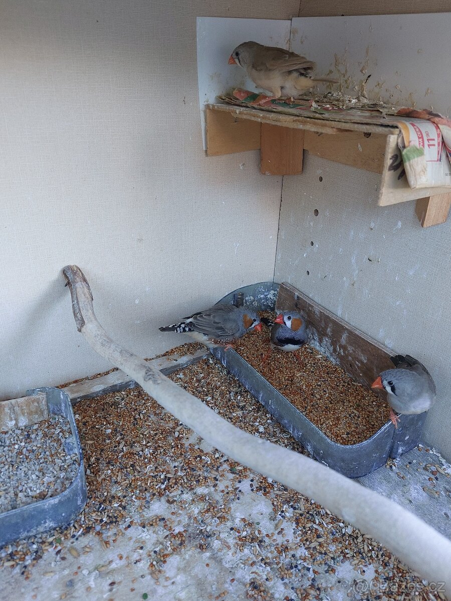 Zebřička pestrá - 6