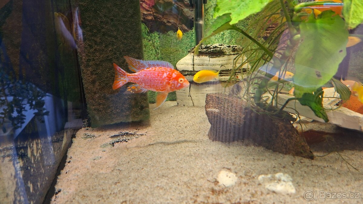 Prodám Malawi a Tanganiku - 6