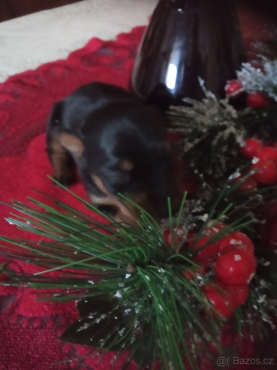 Trpasličí pinč - 6