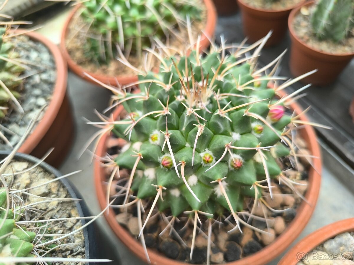 Kaktusy a sukulenty - 6