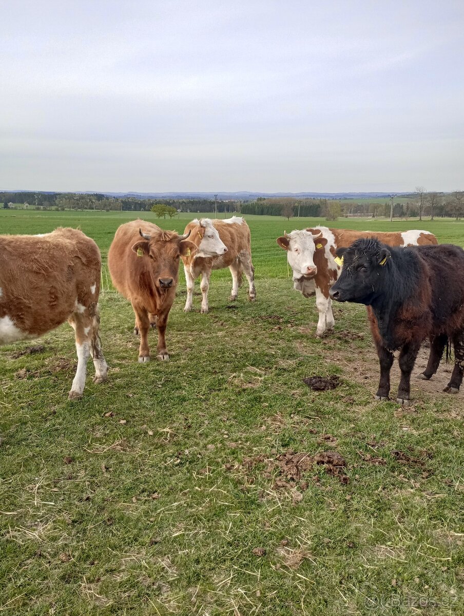 Prodám jalovice - 6