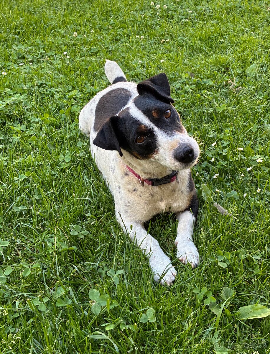 Jack Russell teriér štěně - 6