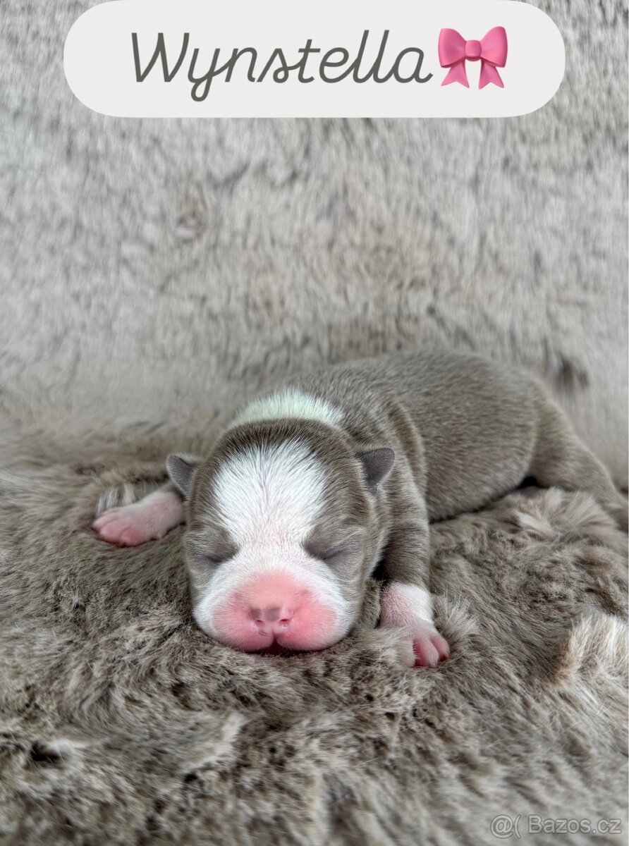 Bostonský teriér s PP - 6