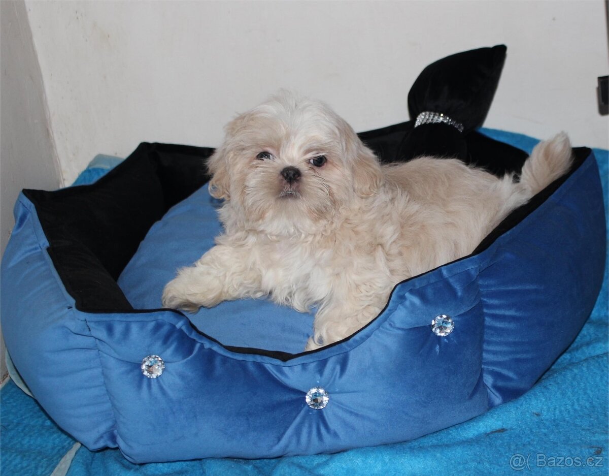 Shih tzu s PP Shih-tzu Shi cu Shi tzu - 6
