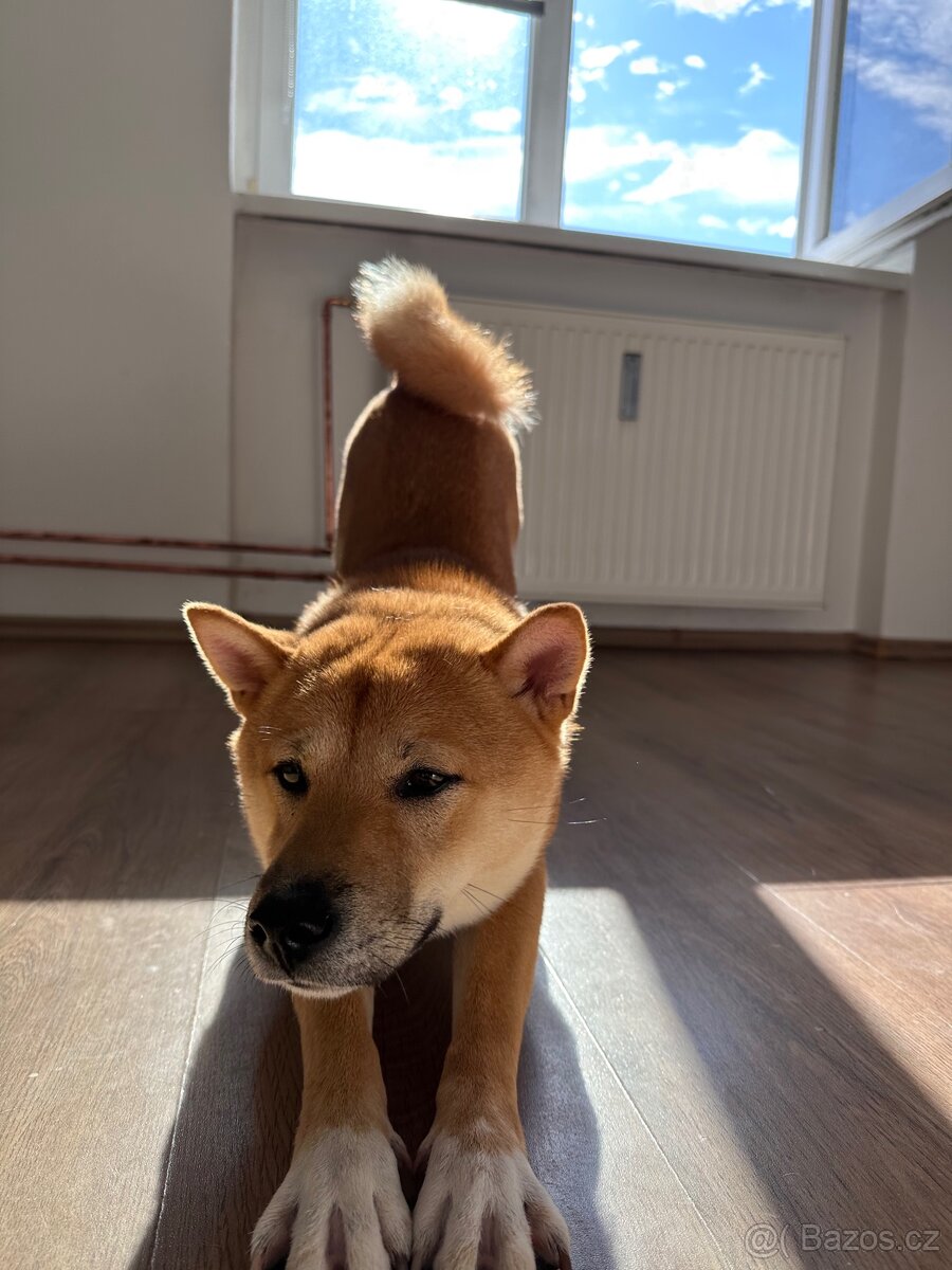 Shiba inu - 6