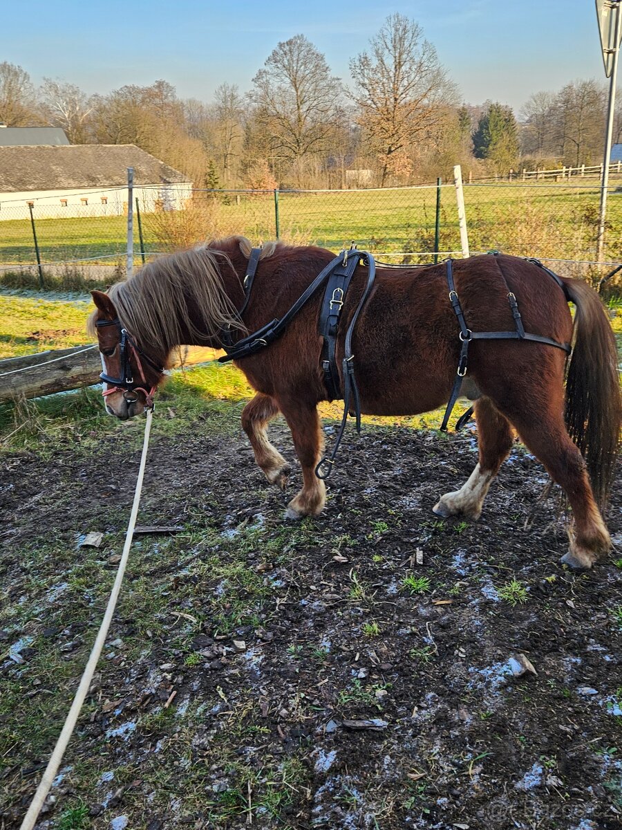 Valach wpbr letos 4 letý - 6