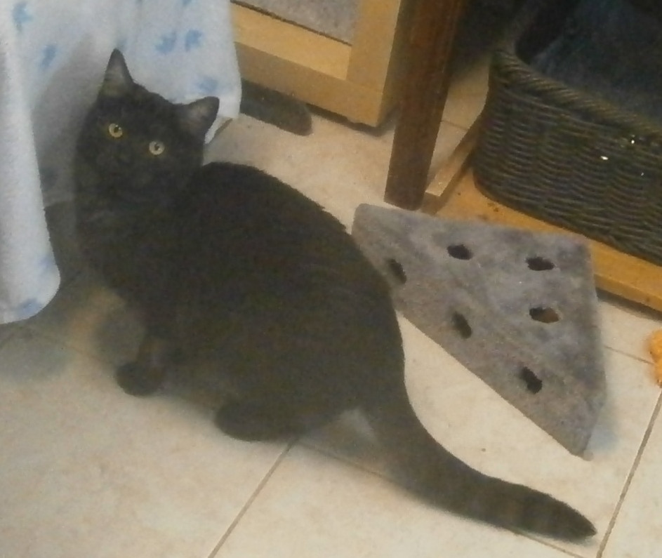 Černý až kouřový, 11měsíční Sam hledá domov. - 6