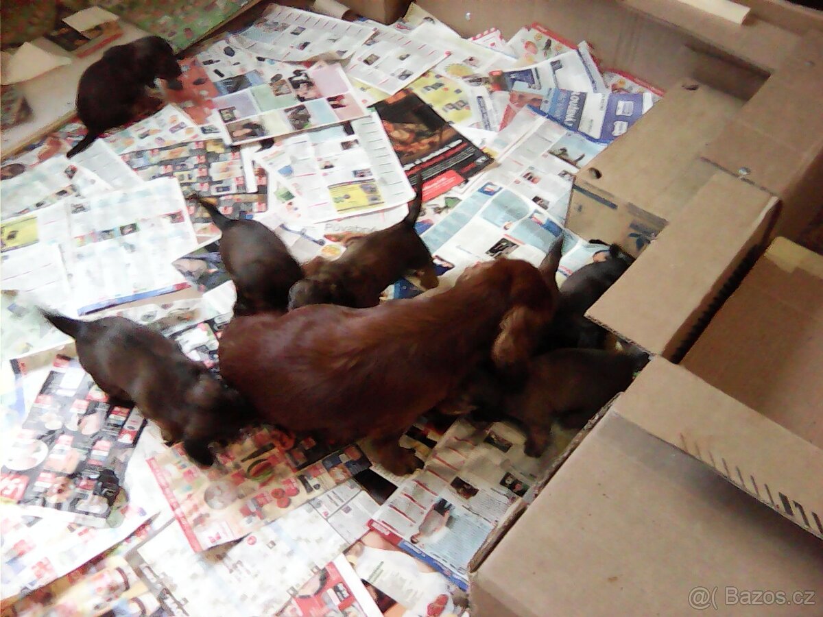 Prodám štěňátka jezevčíka dlouhosrstého standard - 6