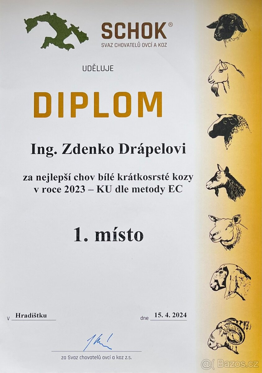 Koza "Česká bílá krátkosrstá". - 6