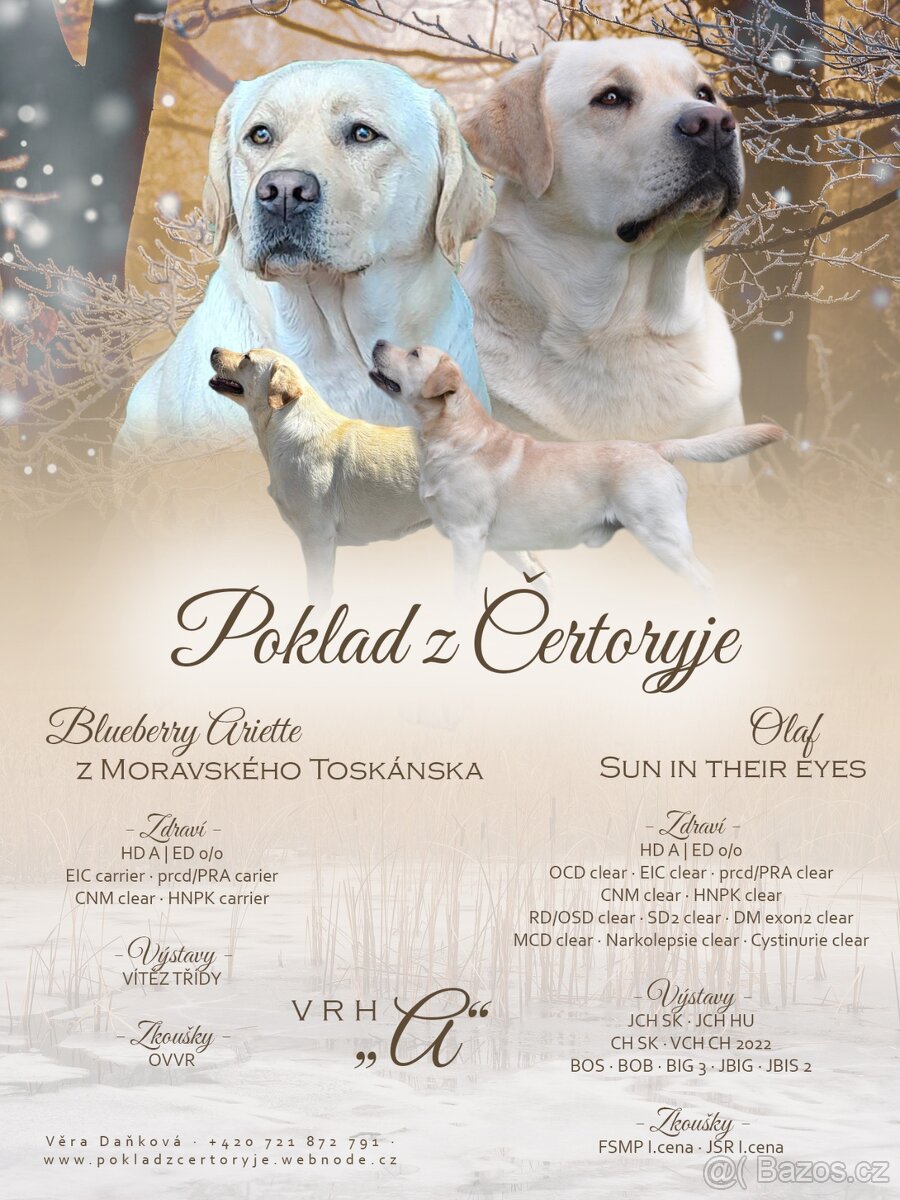 Labradorský retriever s PP - 6