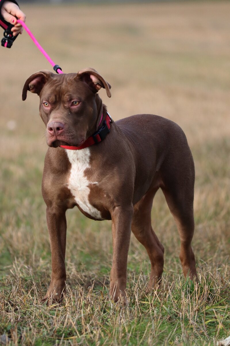 American Bully XL - 6