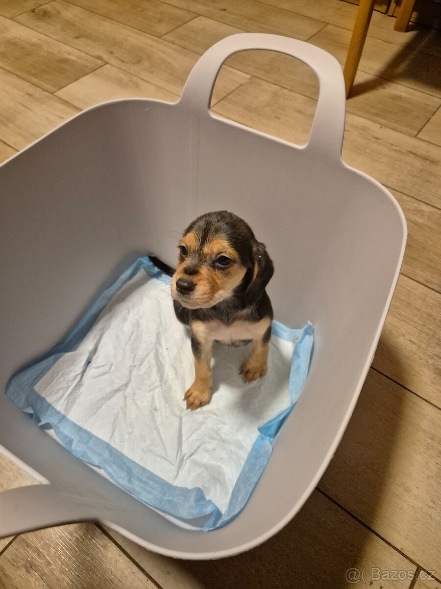 Štěňata bígl - 6