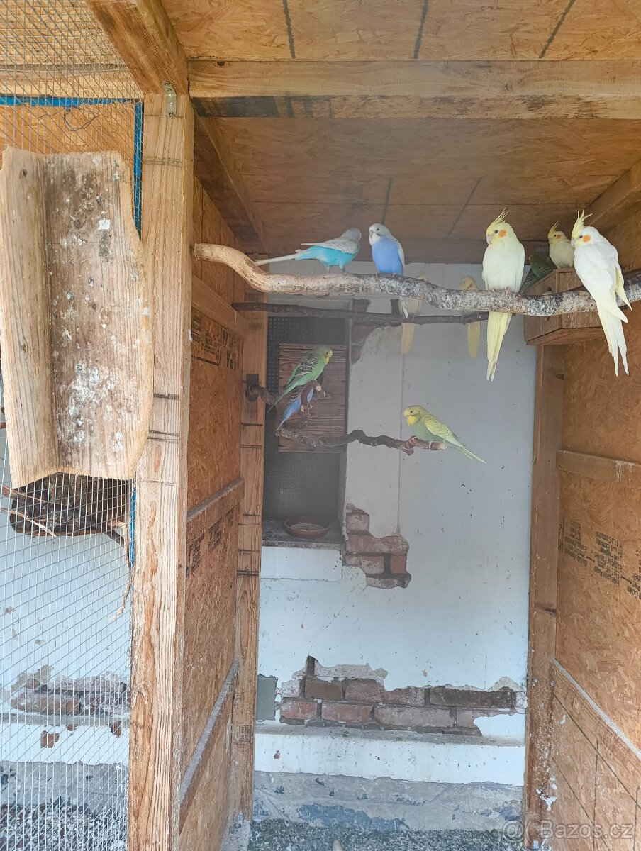 Prodám letošní mláďata korel a andulek - 6