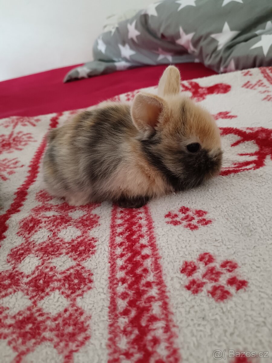 Zakrslý králík králíček - 6