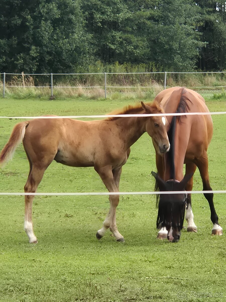 Letošní hřebeček - 6