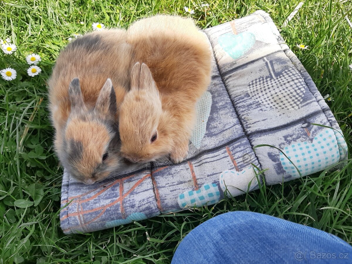 Kraličci zakrslí - 6