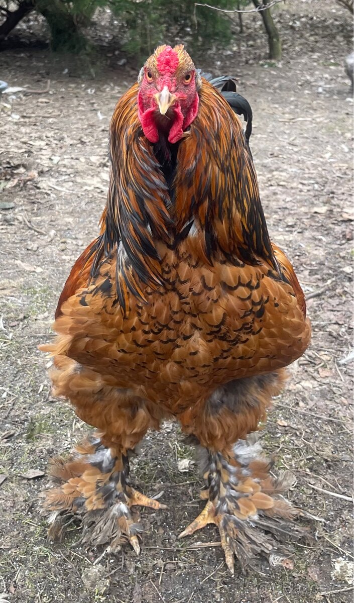 Brahmanky velká (porcelánová) - 6