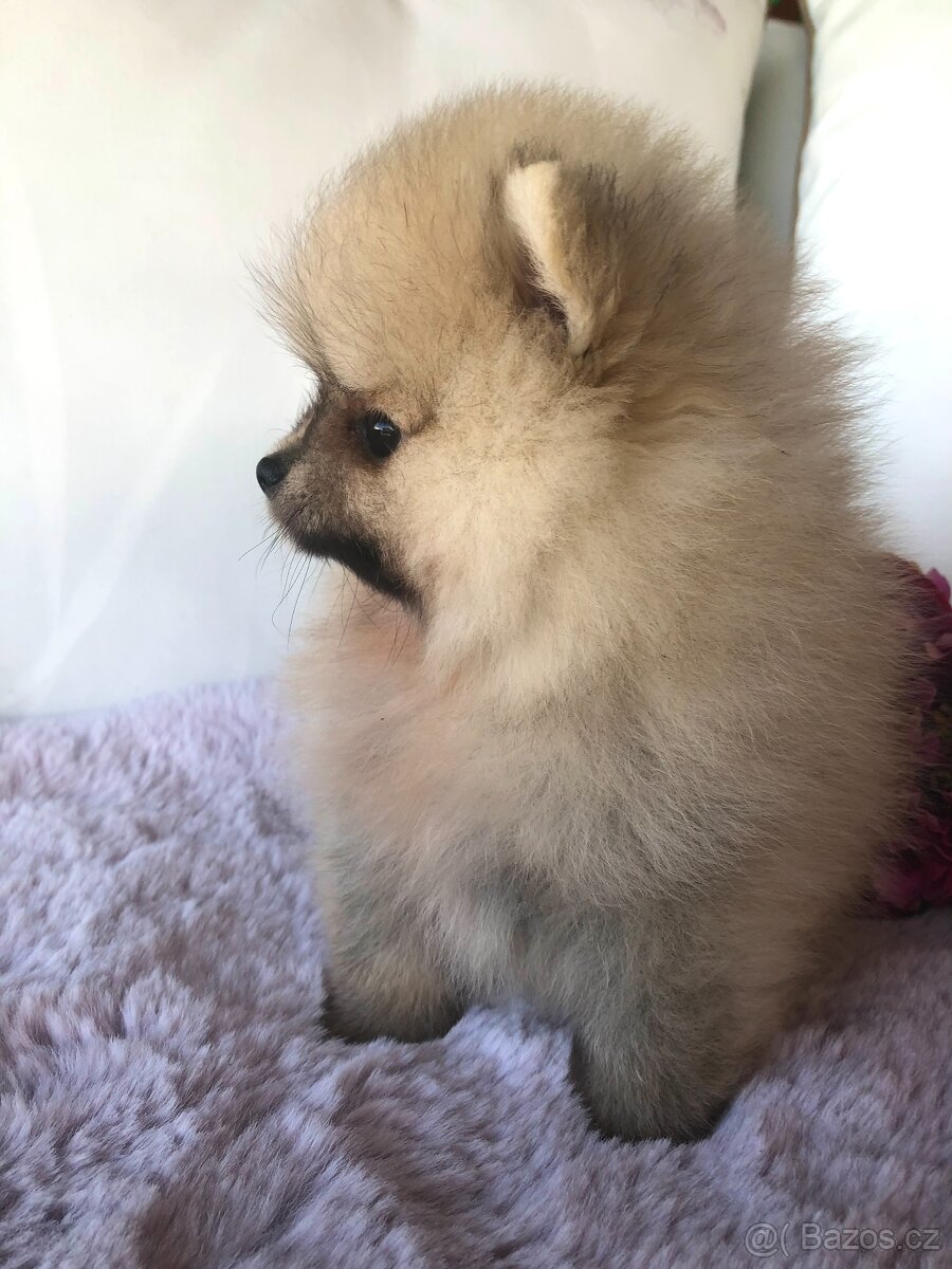 Pomeranian s p.p - 6