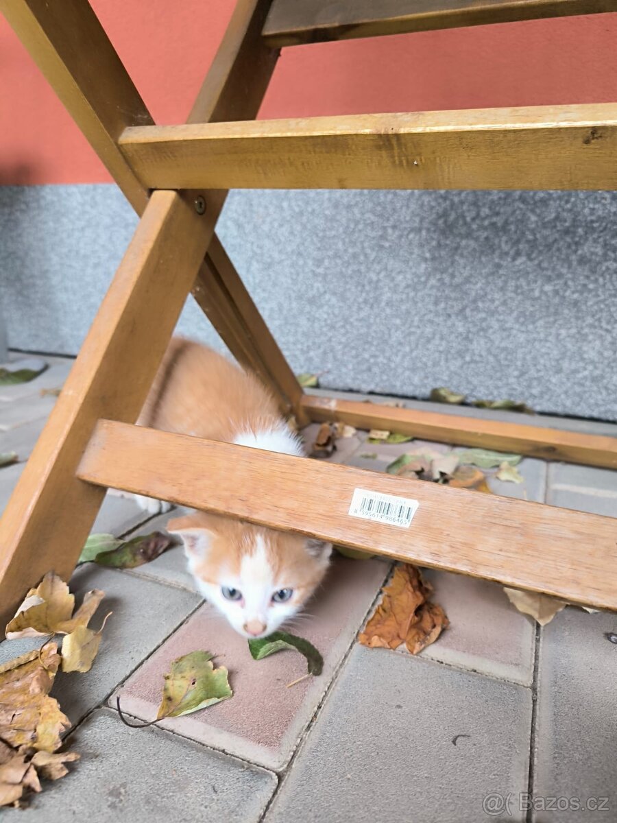 Zdravá & hravá KOŤÁTKA - 6