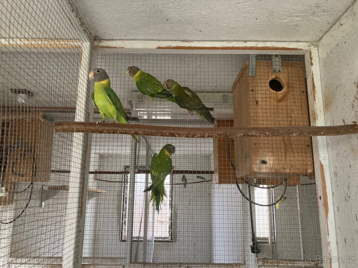 Alexandr rudohlavý - 6