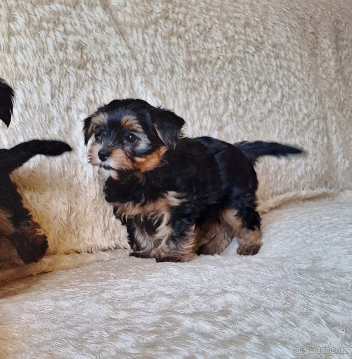 Jorkšír,jork,jorkšírsky teriér,yorkšhir - 6