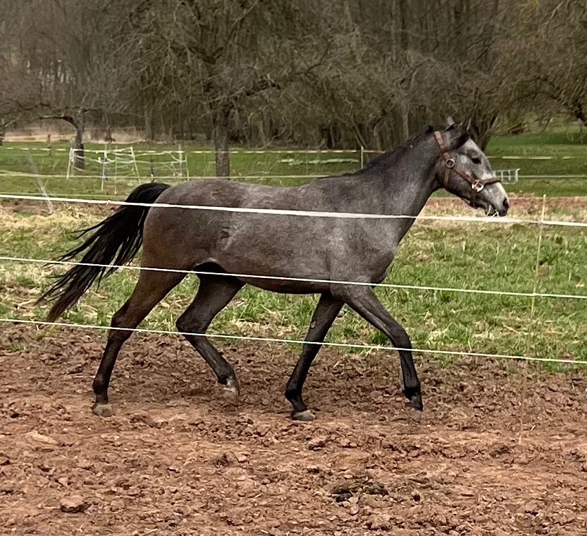Welsh part bred dvouletý hřebeček - 6