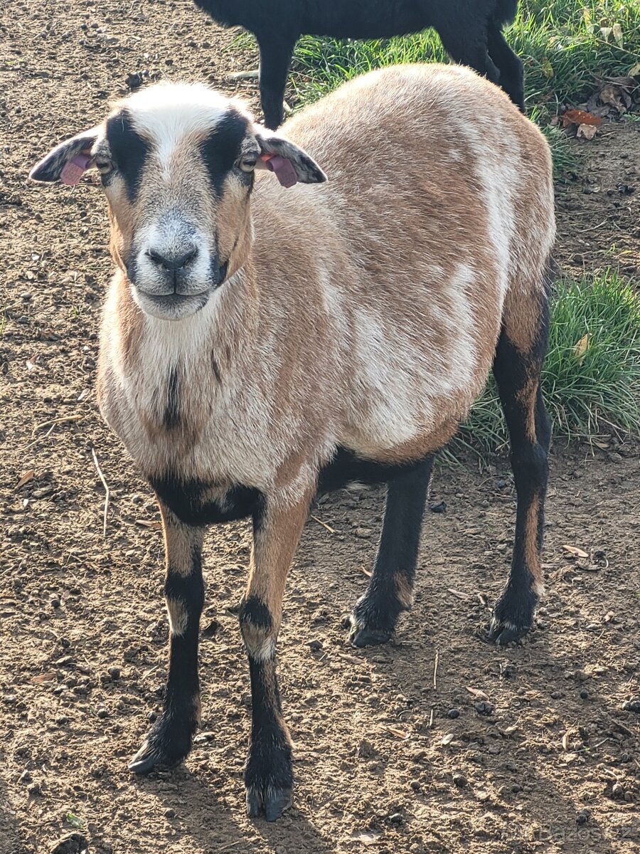 Kamerunská ovce - beránek - 6