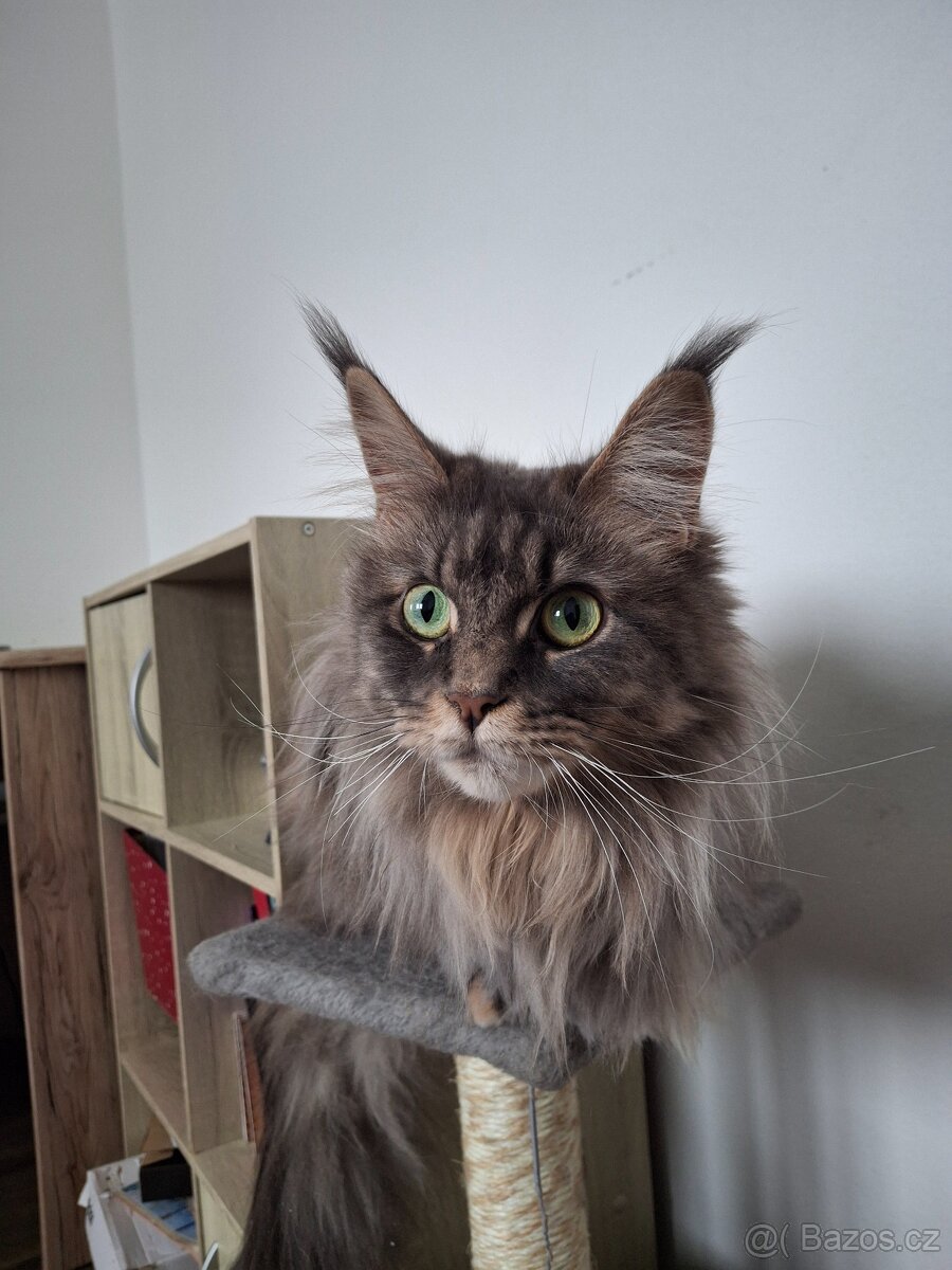 Mainská mývalí kočička - 6