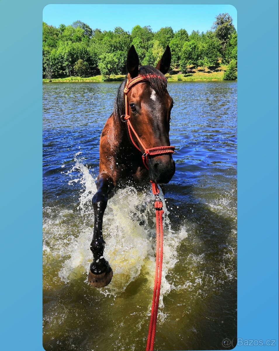 Bezudidlová ohlávka - 6