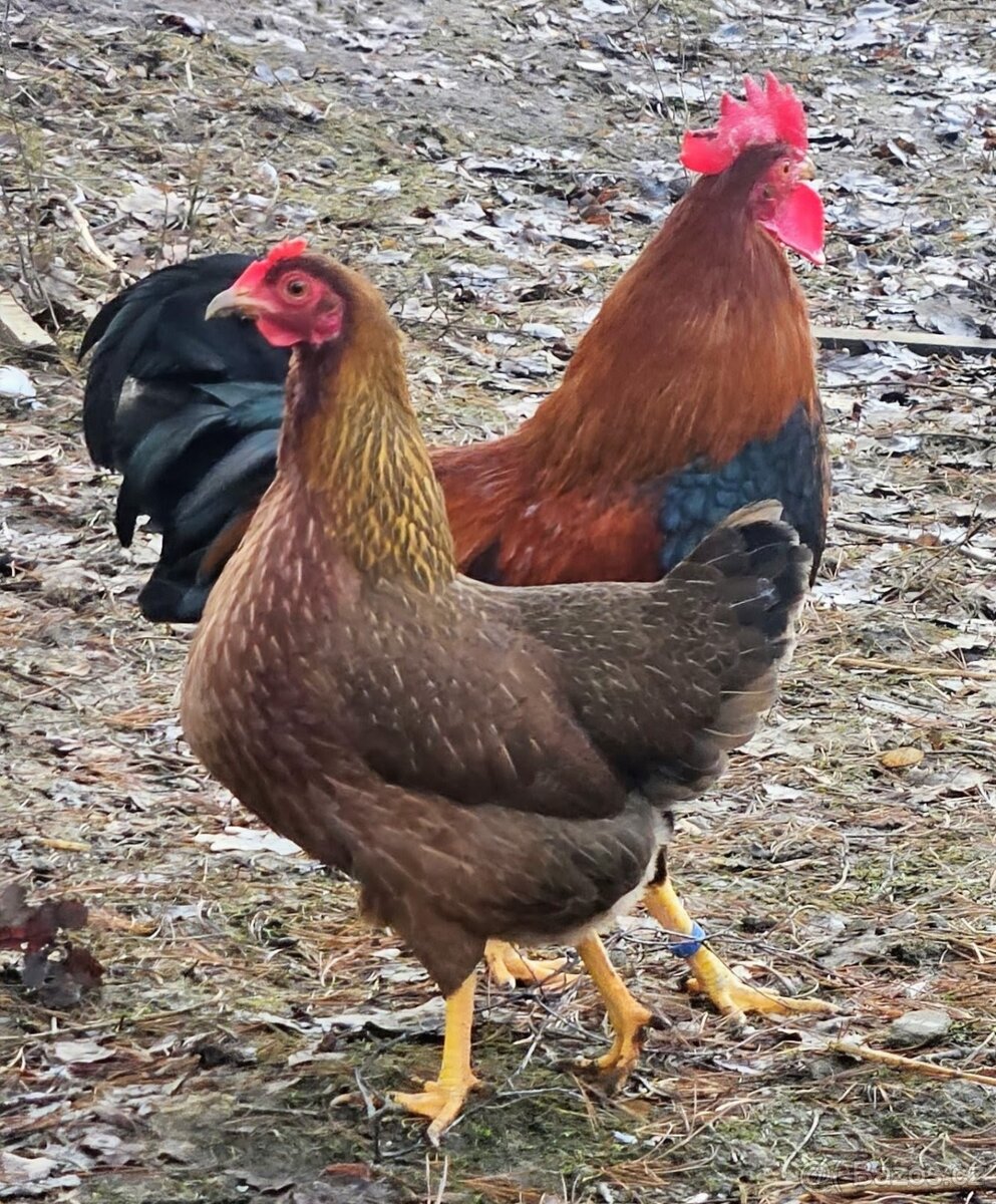 Zdr. Velsumka rezavě koroptví - 6